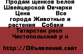 Продам щенков Белой Швейцарской Овчарки  › Цена ­ 20 000 - Все города Животные и растения » Собаки   . Татарстан респ.,Чистопольский р-н